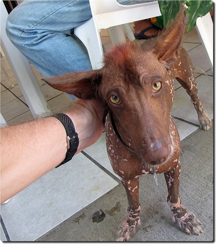 墨西哥无毛犬