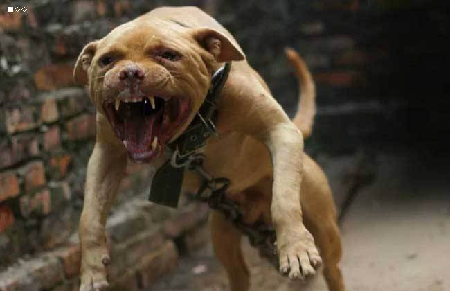 美国恶霸犬