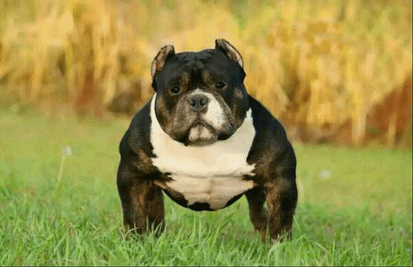 美国恶霸犬