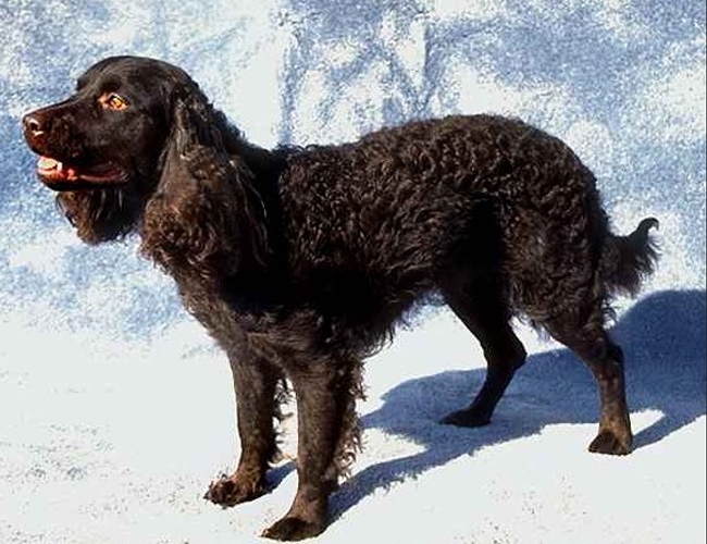 美国水猎犬