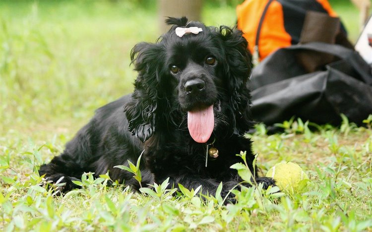 美国可卡犬