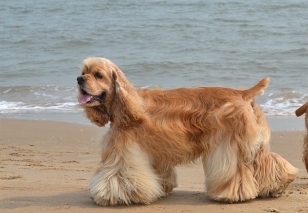 美国可卡犬