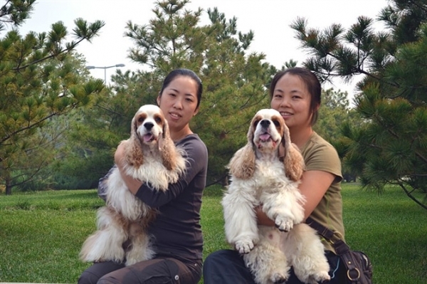 美国可卡犬