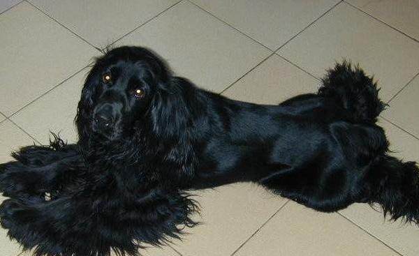 美国可卡犬
