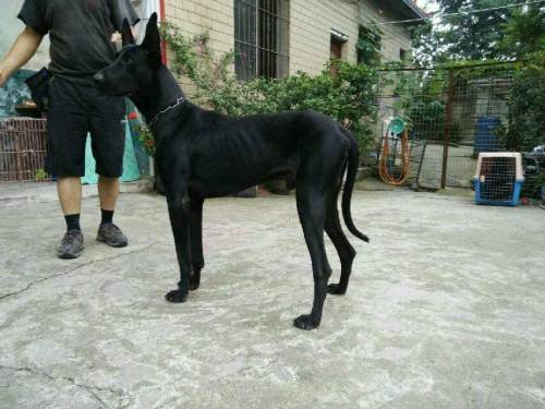 墨界黑狼犬