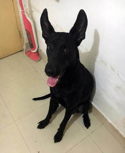 墨界黑狼犬