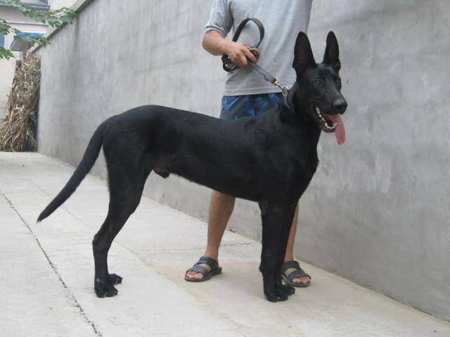 墨界黑狼犬