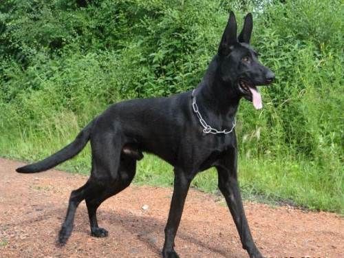 墨界黑狼犬