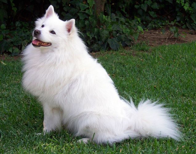 美国爱斯基摩犬