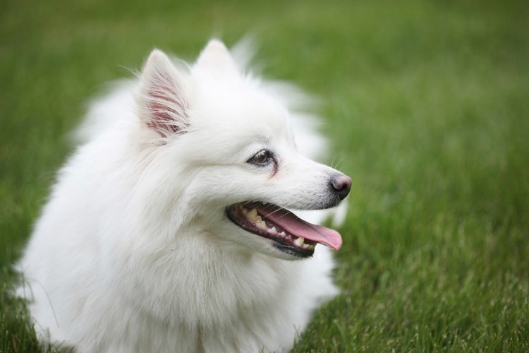 美国爱斯基摩犬