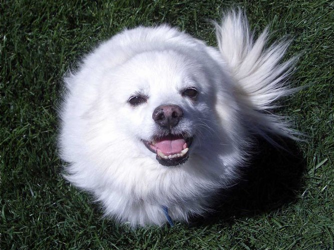 美国爱斯基摩犬