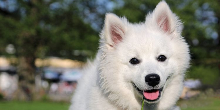 美国爱斯基摩犬