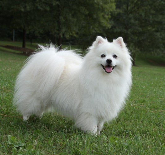 美国爱斯基摩犬