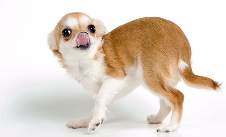 吉娃娃