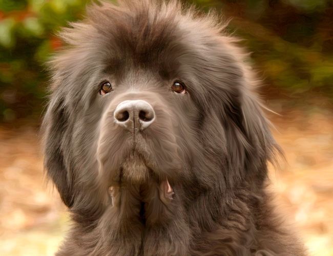 纽芬兰犬