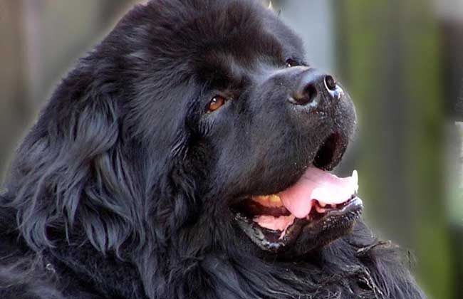 纽芬兰犬