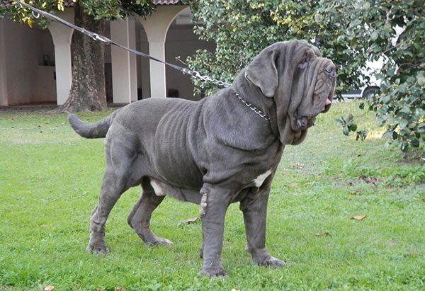 纽波利顿獒犬