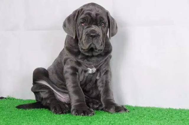 纽波利顿獒犬