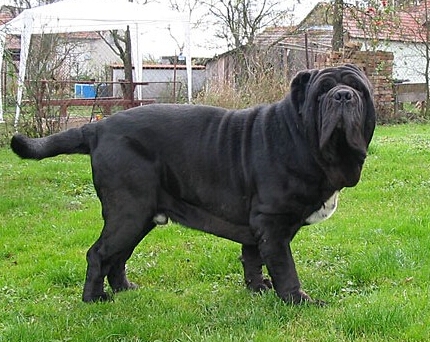 纽波利顿獒犬