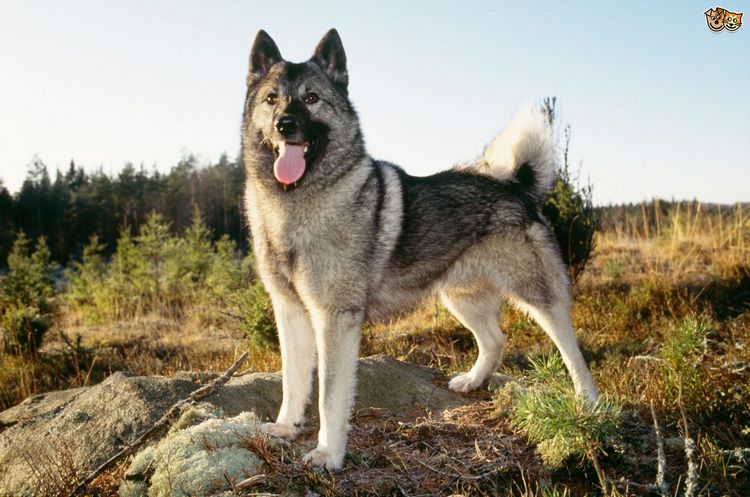 挪威猎鹿犬