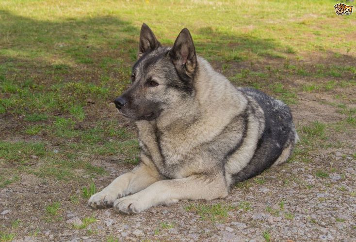 挪威猎鹿犬