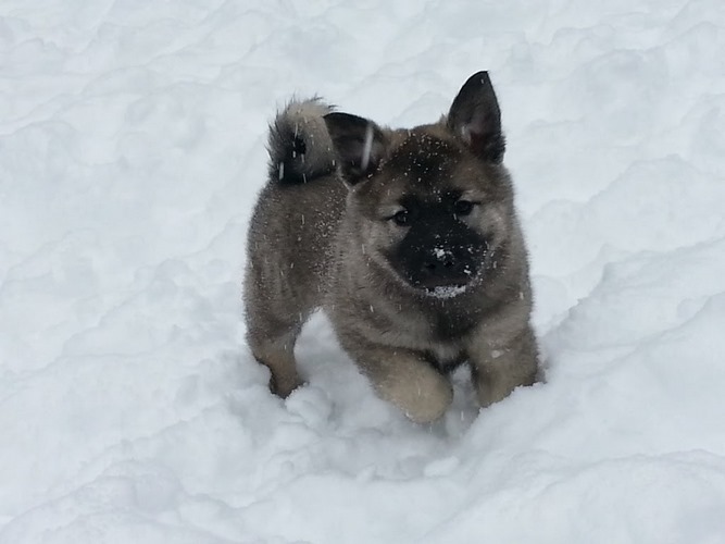 挪威猎鹿犬