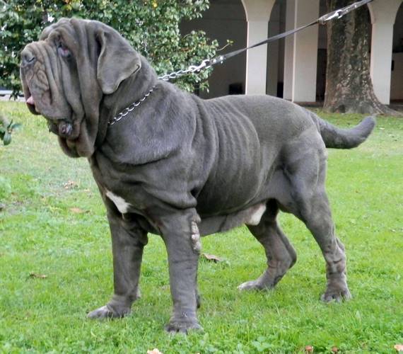 那不勒斯獒犬