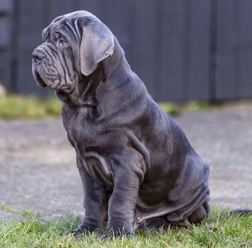 那不勒斯獒犬