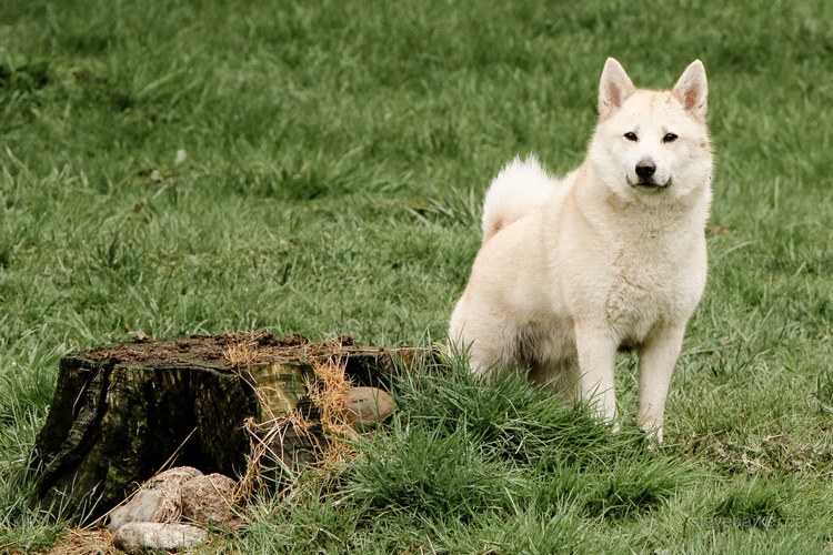 挪威布哈德犬