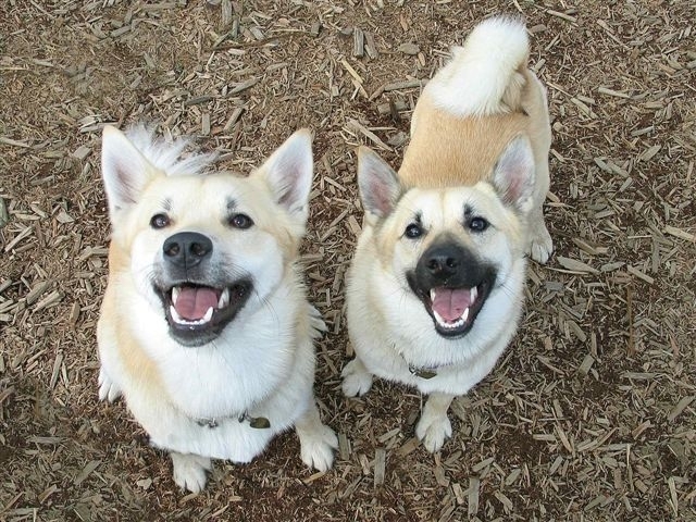 挪威布哈德犬