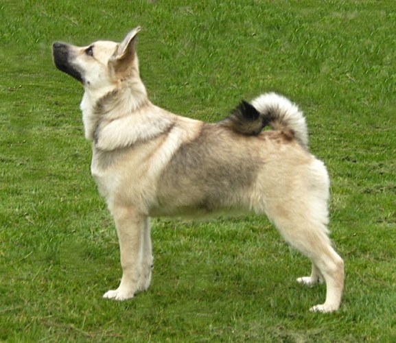 挪威布哈德犬