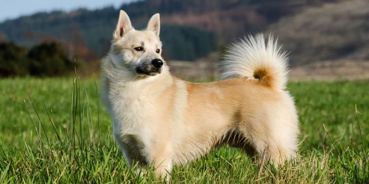 挪威布哈德犬