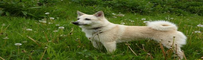 挪威布哈德犬