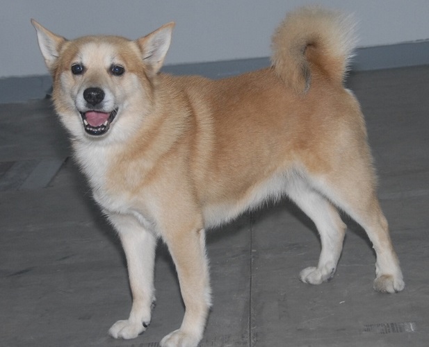 挪威布哈德犬