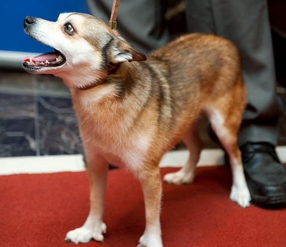 挪威伦德猎犬