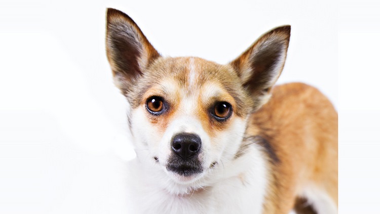 挪威伦德猎犬