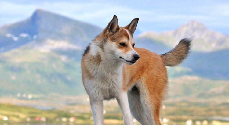挪威伦德猎犬