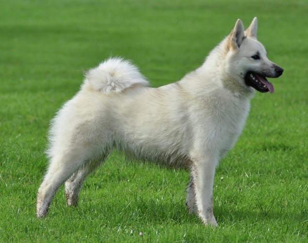 挪威伦德猎犬