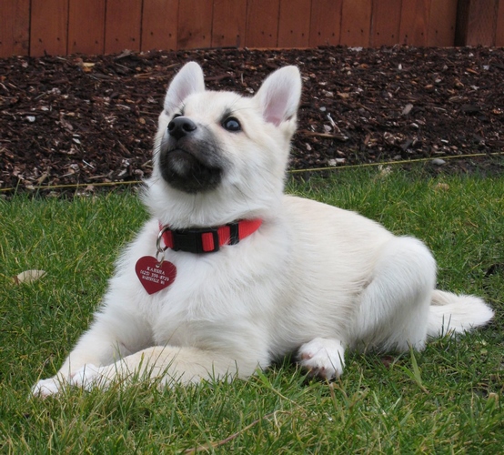 挪威伦德猎犬