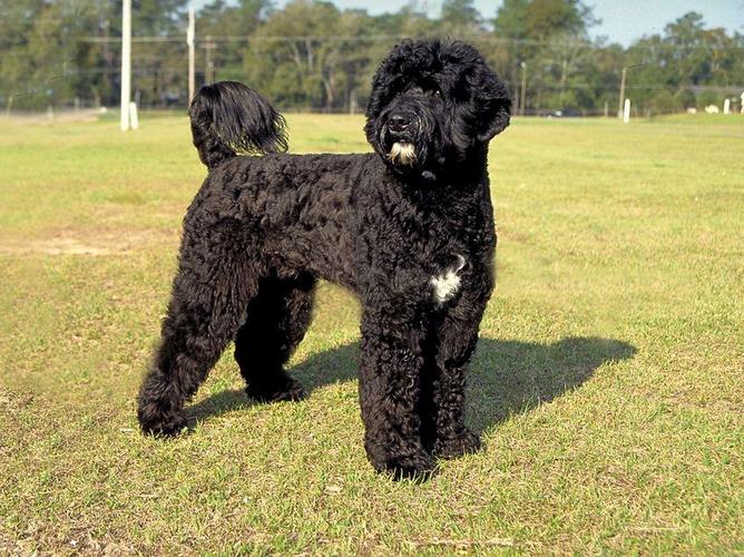 葡萄牙水犬