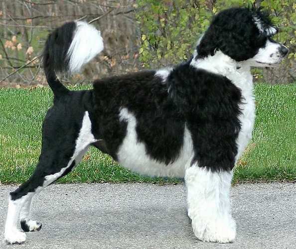 葡萄牙水犬