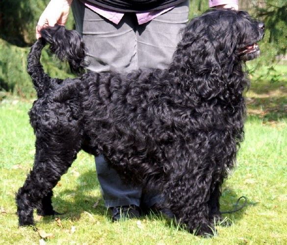 葡萄牙水犬