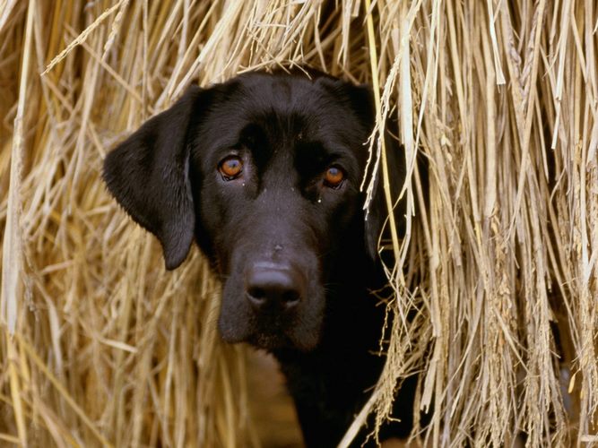 普罗特猎犬