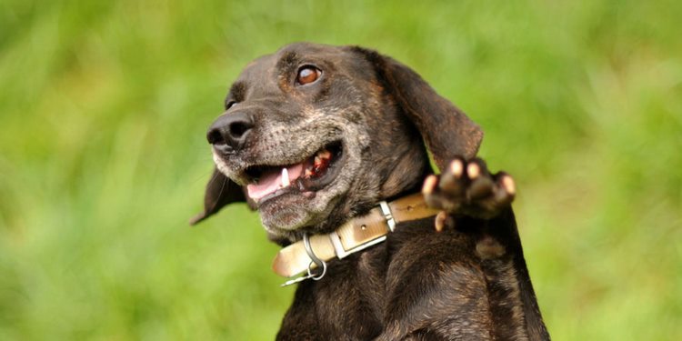 普罗特猎犬