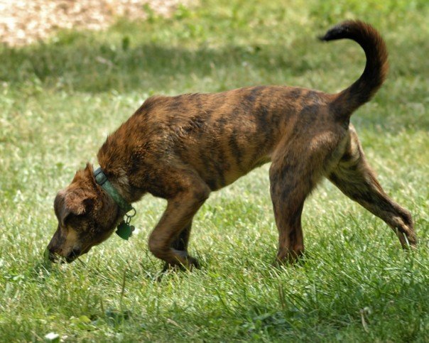 普罗特猎犬