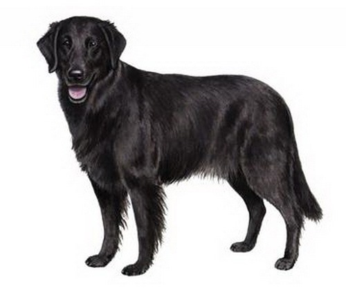 平毛寻回犬