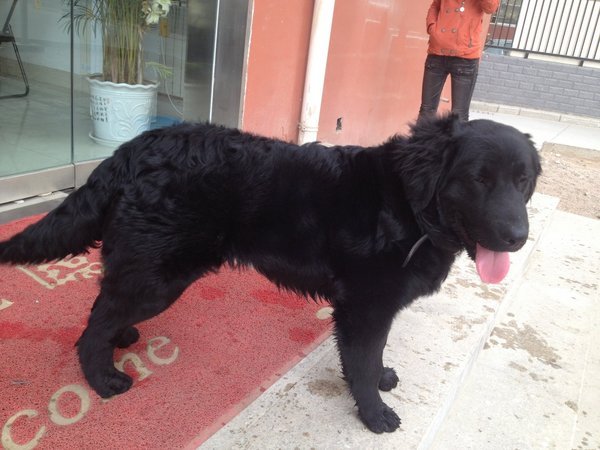 平毛寻回犬