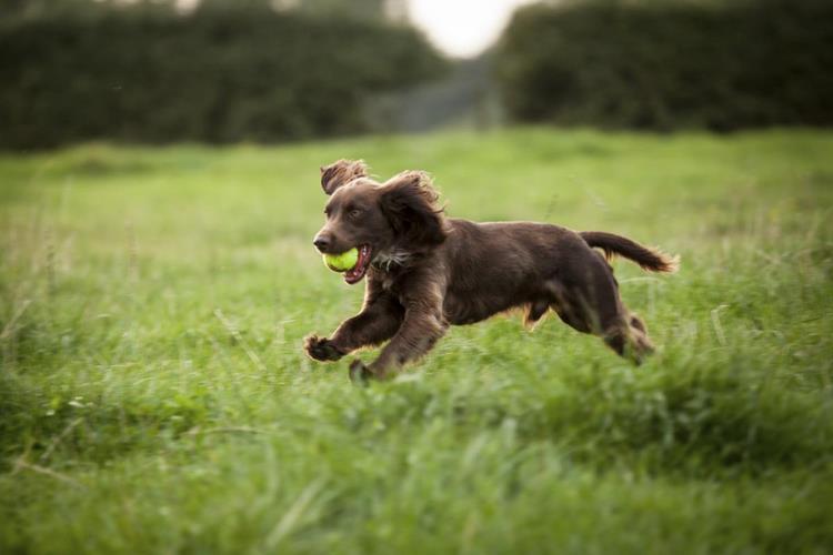 帕金猎犬