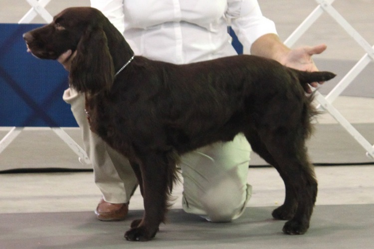 帕金猎犬