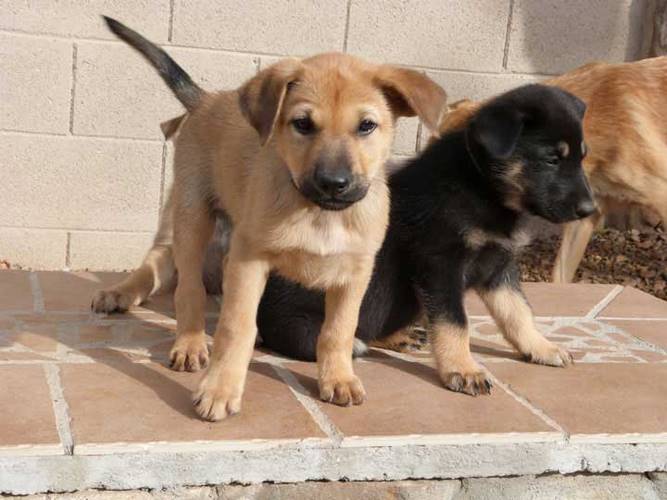 奇努克犬